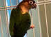 Beautiful young conure parrot