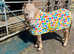 Willow - A Stunning Appaloosa.