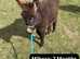 2 x Lovely Jack Foals