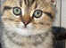 One beautiful kitten available.