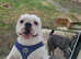 Olde tyme bulldog dog