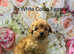Miniature Poodles for sale
