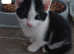 5 kittens for sale !!!