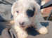 Sealyham terrier
