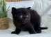 BEAUTIFUL BSH KITTENS (READY 8TH JUNE)