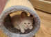 Siberian / Ragdoll