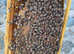 BS National 6 frame honeybee nuc