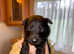 German Shepard x Labrador