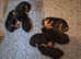 2 Male quality Airedale puppies from litter of 9