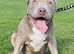 R@RE ABKC XL BULLY CHAMPAGNE LILAC GHOST PUP