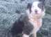 Extensively health tested puppies rare border collie x golden retriever