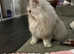 Rosie - white silver point British Longhair