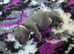 Kc registered blue staffordshire bull terriers