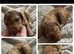 8 rainbow litter miniature poodles
