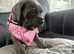 Last 2 beautiful cane corso girls