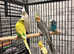 Very beautiful young cockatiels