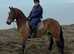 Hewid True Dancer - Rio is a 15.3h 4 year old Welsh Sec D