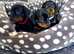 Miniature dachshund