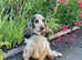 ROYAL KCreg Cocker Spaniel puppies (SUPERB COLOURS!)