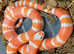 Albino Tangerine Honduran Milksnake at Birmingham Reptiles