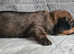 Dachshund puppies (varied prices.)