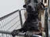 Jack Russell cross Patterdale terrier for sale