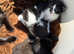 Cute kittens looking for a forever, loving home