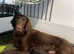 1 Super liver flatcoat retriever puppy 8 weeks old