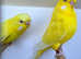 Stunning Pair of Lutino Budgies