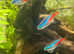 8 lovely neon tetras