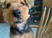 Welsh terrier