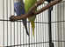 Budgies and two cages