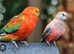 Rosa bourke And red rumps wanted
