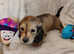 K.C. Longhaired Miniature Male Pups
