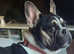French Bulldog KC Registered 14mths