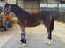 Registered section d colt