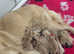 KC Reg Golden Retriever Girls- Health Tested Parents