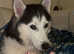 Husky Girl Available