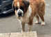 Gorgeous Saint Bernard Adult Female