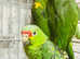 Beautiful baby Amazon Parrot