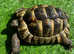 Marginated (Male Tortoise)