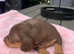 Kc Beautiful miniature Dachshunds