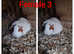 Adult Guinea pigs for sale