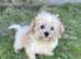 olfer male shichon available
