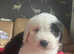 Puppies for sale