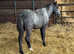 Welsh sec a type foal