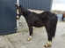 Zorro black foal cob cross warmblood reduced xx