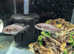 Assorted african cichlids