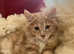 2 Rare Kurilian Bobtail