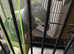 8 years old male African grey semi tamed